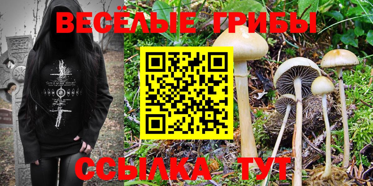 Псилоцибиновые грибы Cubensis  Вход с VPN  Котельники 